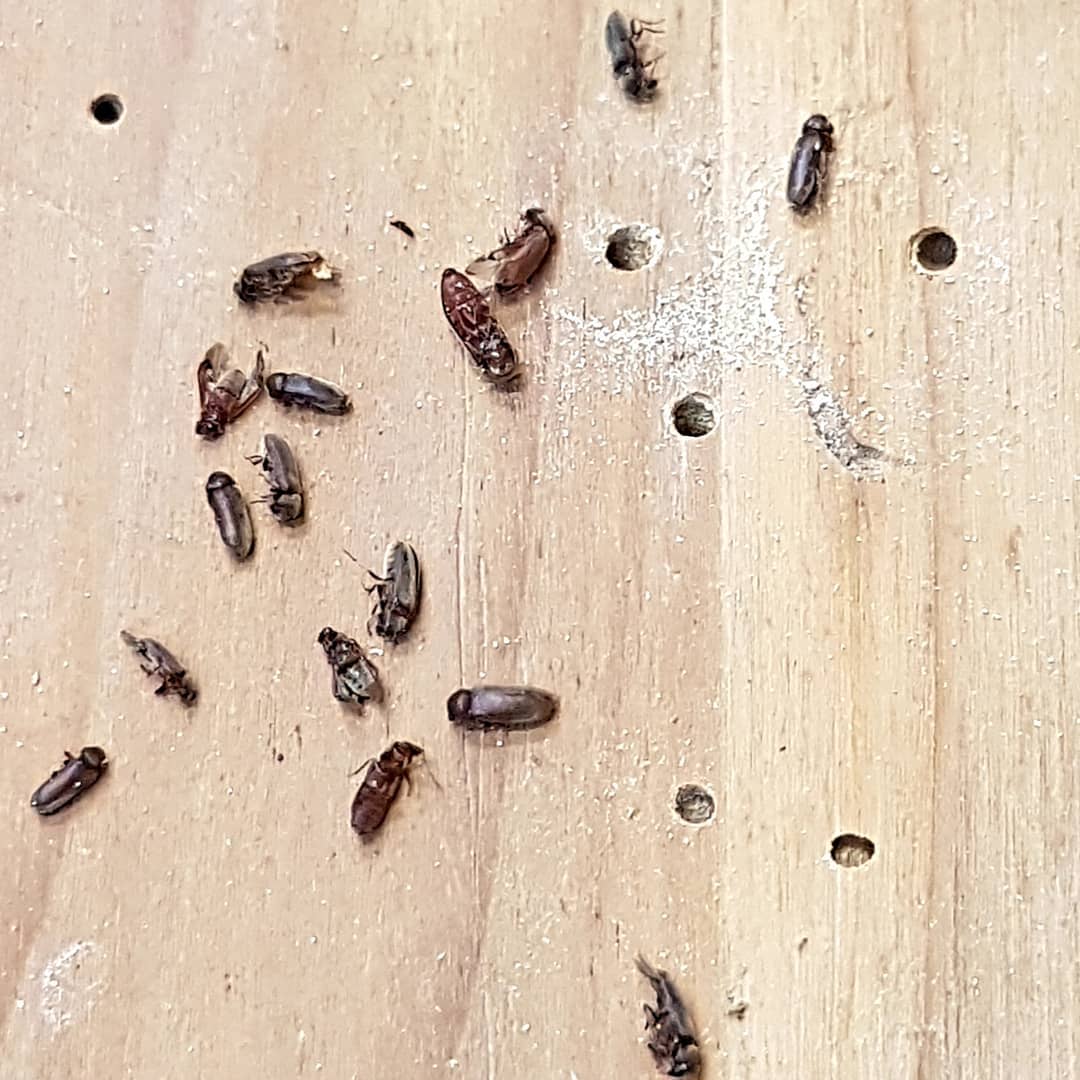Uno de los enemigos más conocidos de madera y libros es la carcoma (anobium punctatum) un coleóptero xilófago.…